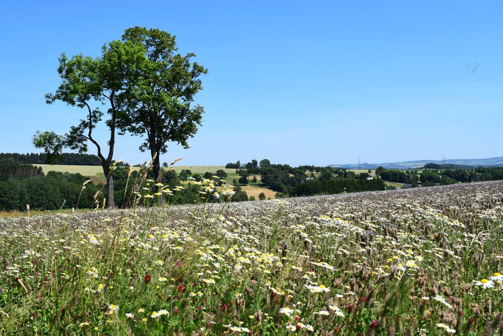 Blühende Wiesen in der Zwönitztal-Greifensteinregion